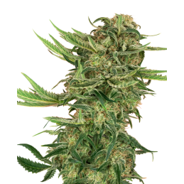 N13 Kush