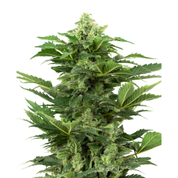 Afghan Pearl CBD