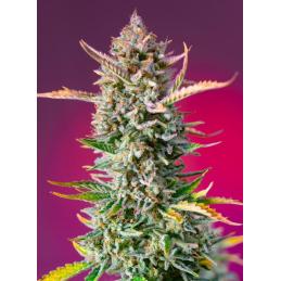 Gorilla Sherbet F1 Fast Version®