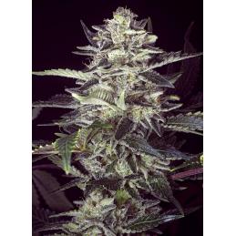 Brain Stroke Auto