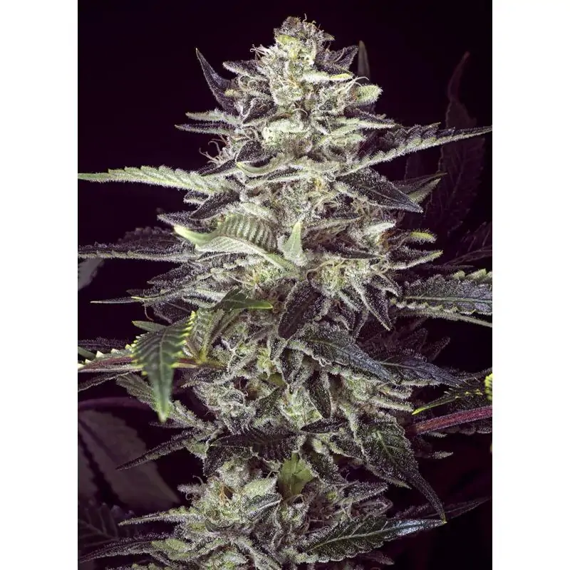 Brain Stroke Auto
