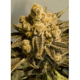 Critical Glue #4 Auto