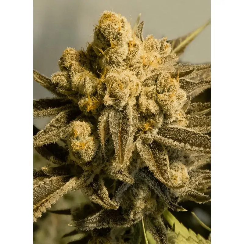 Critical Glue #4 Auto
