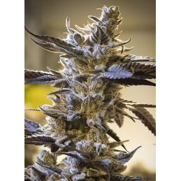 Ghost Train OG Auto