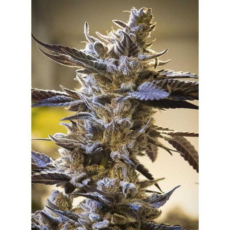 Ghost Train OG Auto Ghost Train OG Auto