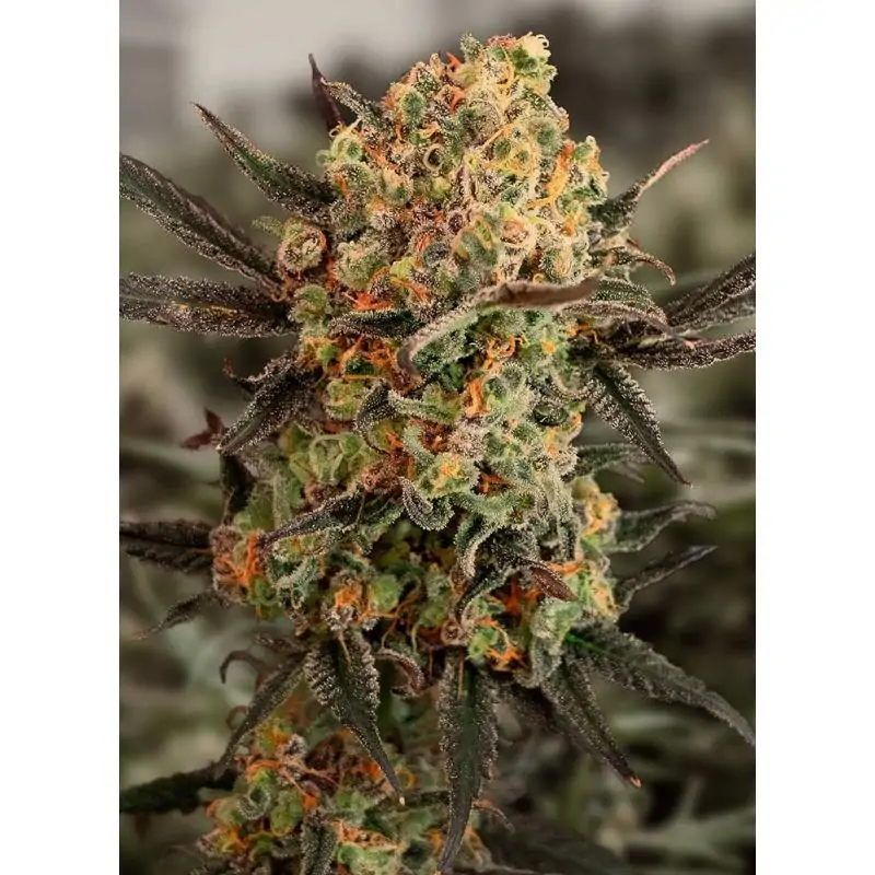 Gorilla Cookies Auto