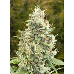 Gorilla Zkittlez Auto