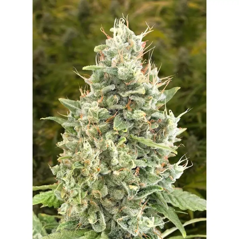 Gorilla Zkittlez Auto