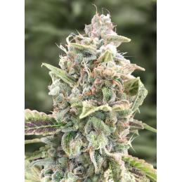 Gratefull Dead Auto