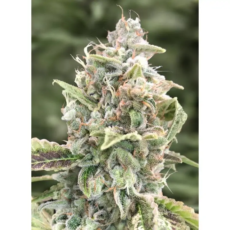 Gratefull Dead Auto