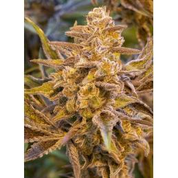 High Voltage Auto
