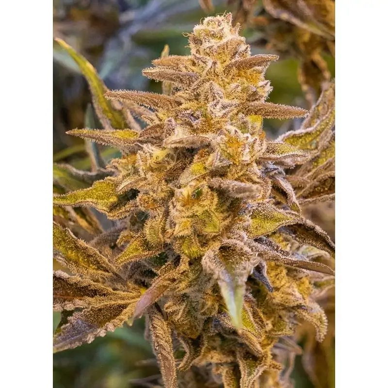 High Voltage Auto