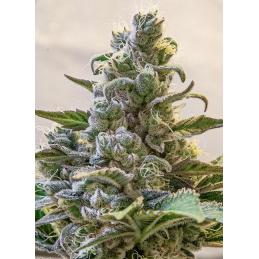 Lemon Cake Auto