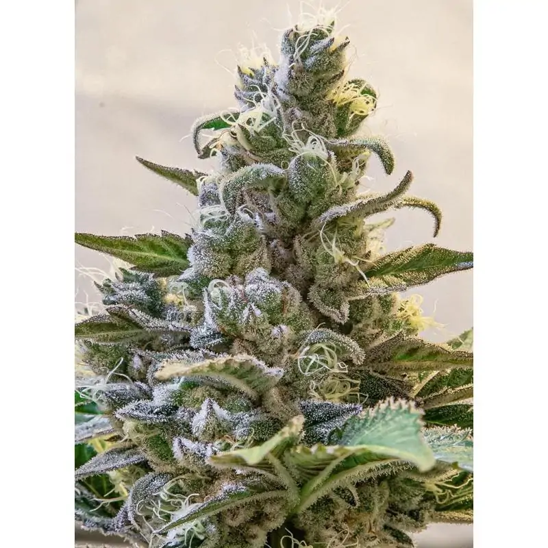 Lemon Cake Auto