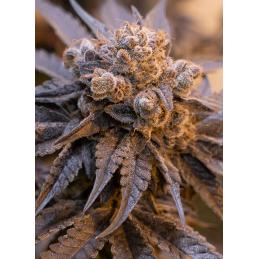 Purple Punch Auto