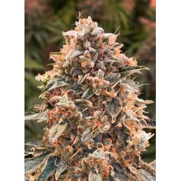 Super Glue 4 Auto
