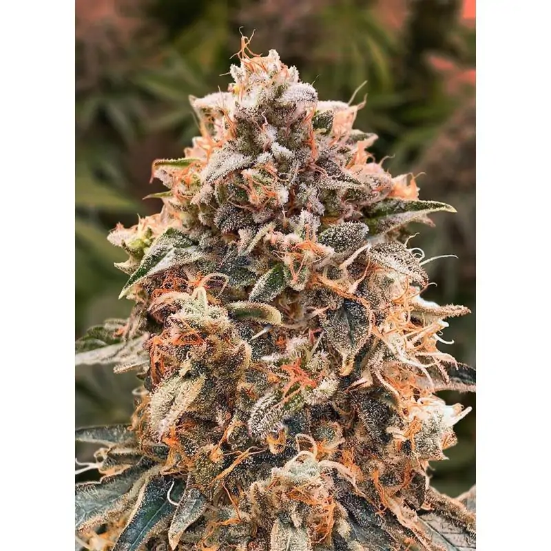 Super Glue 4 Auto