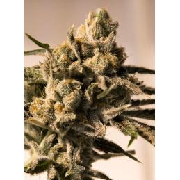 Cherry Pie Fast