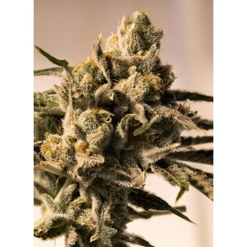 Cherry Pie Fast
