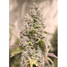 Gorilla Cookies Fast