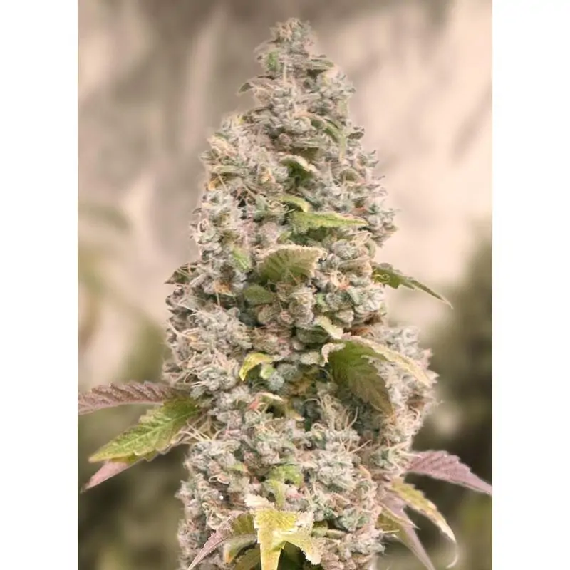 Gorilla Cookies Fast