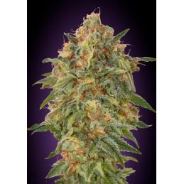 Auto Zkittlez