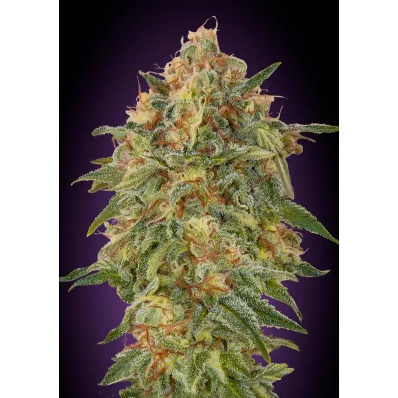 Auto Zkittlez