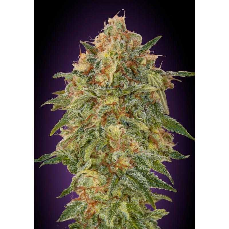 Auto Zkittlez Auto Zkittlez