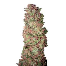 Auto AC DC Cookies