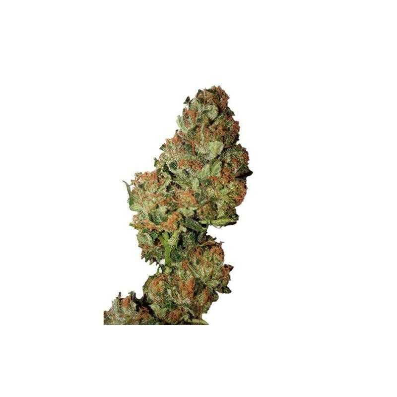 Auto Cannatonic Auto Cannatonic