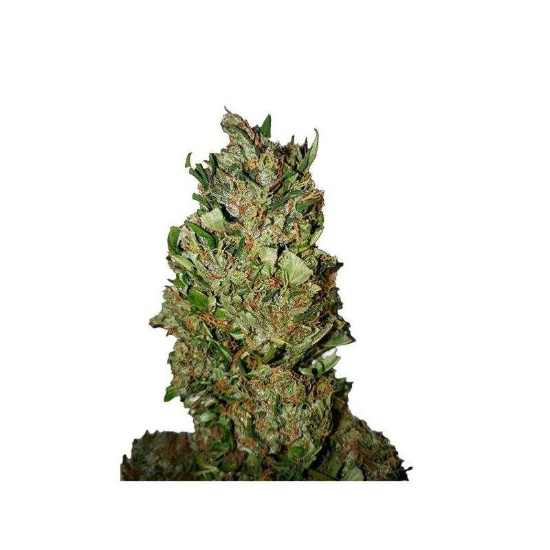 Cannatonic Cannatonic