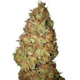 Honey Cookies