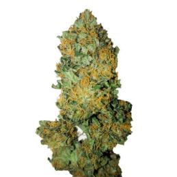 Lemon Diesel