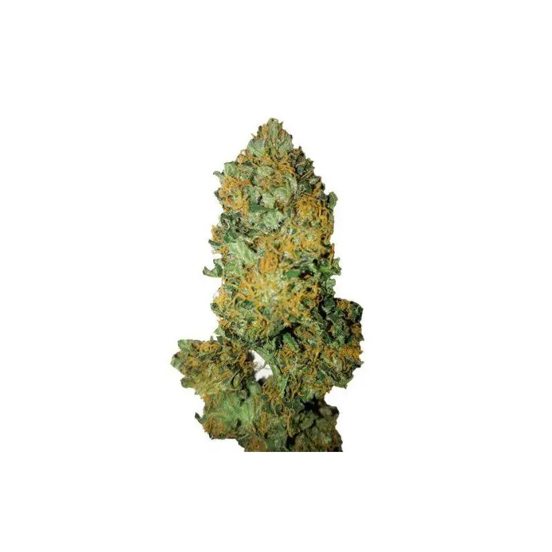 Lemon Diesel