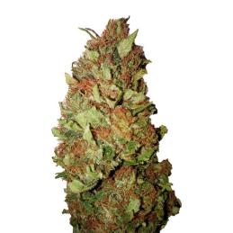 Sour Tsunami