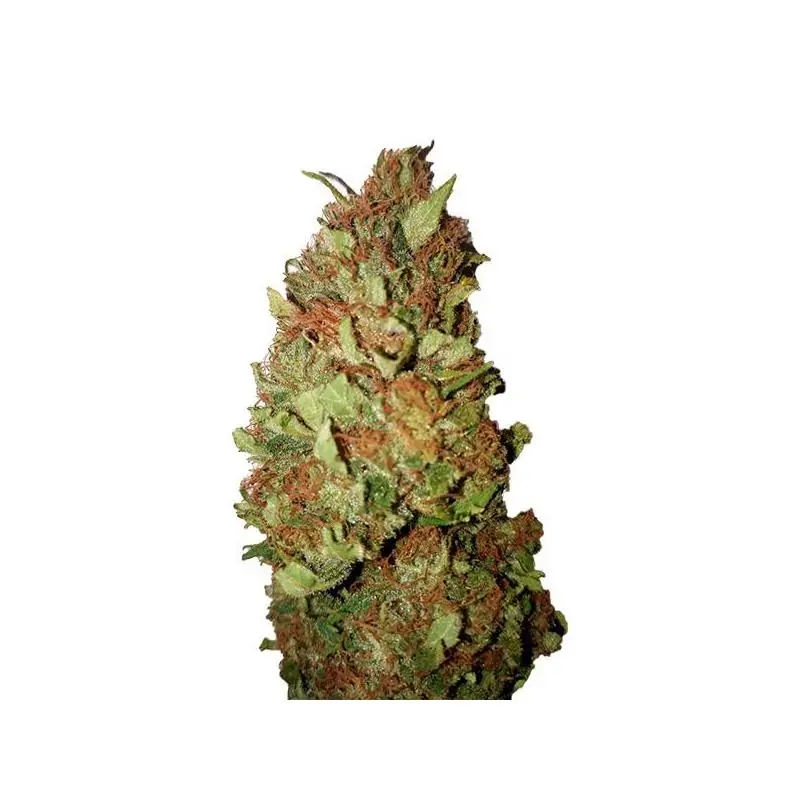 Sour Tsunami