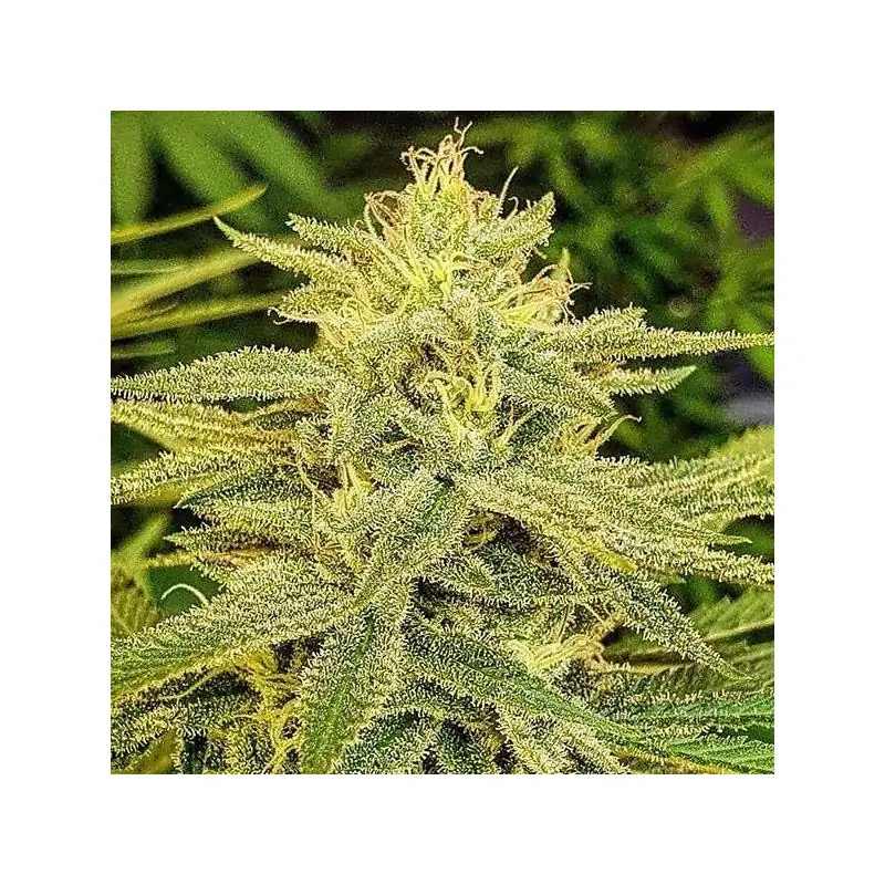 LORD KUSH