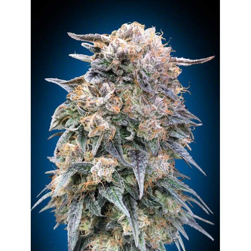 00 Kush Fast 00 Kush Fast