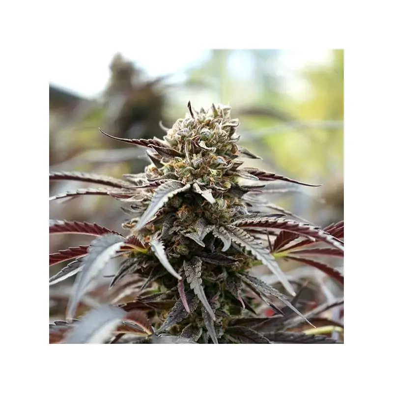White Runtz Fast Flowering