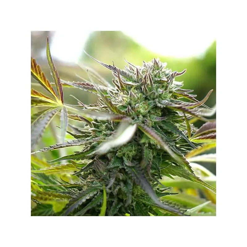 Auto Pineapple Chem