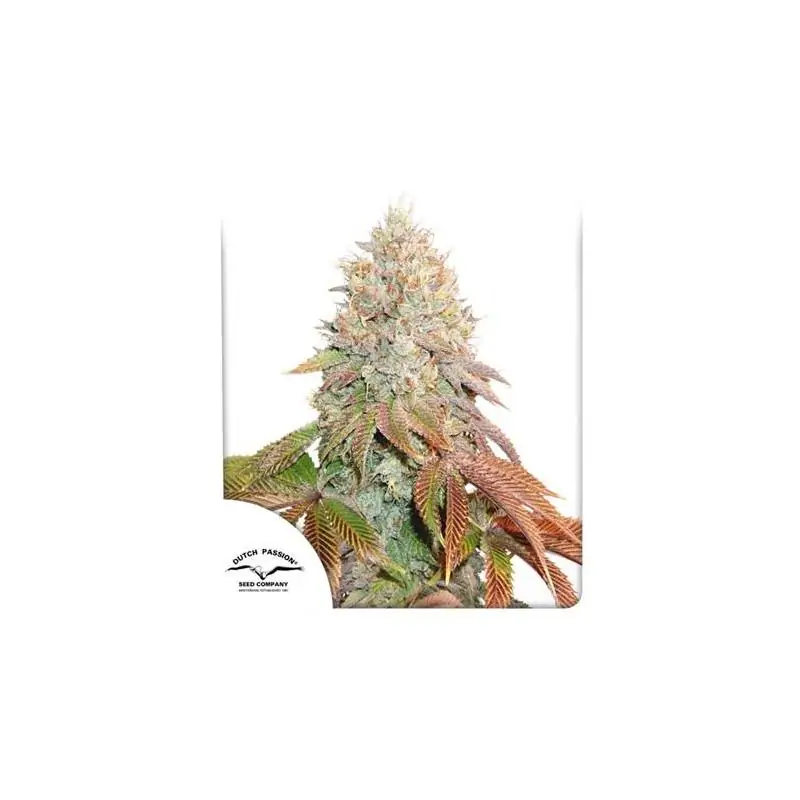 Auto Banana Blaze