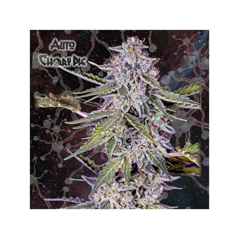 Auto Cherry Pie Auto Cherry Pie