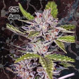 Girl Scout Cookies Auto