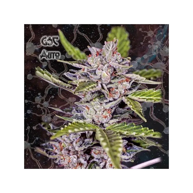 Girl Scout Cookies Auto
