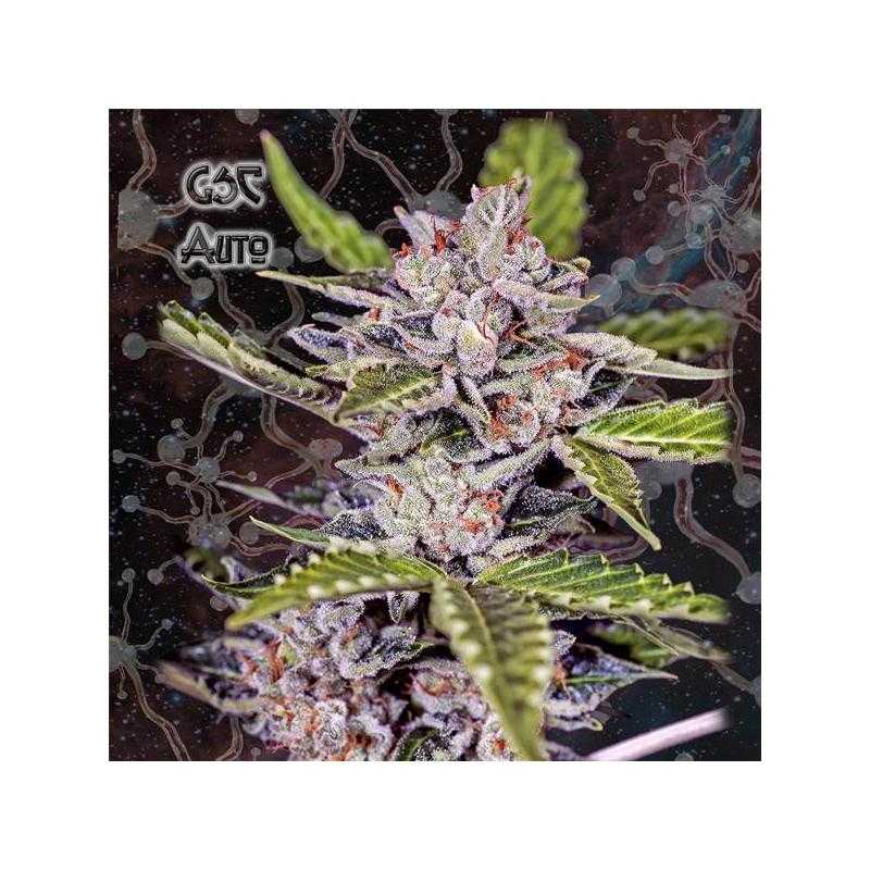 Girl Scout Cookies Auto Girl Scout Cookies Auto