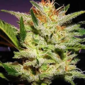 Amnesia Haze Auto Nirvana