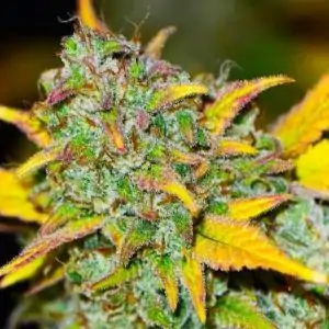 Gelato Auto Nirvana