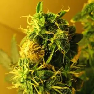 Northern Light Auto Nirvana