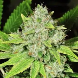 Original Glue Auto Nirvana
