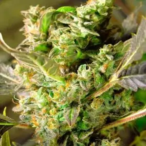Auto Somango XXL Nirvana